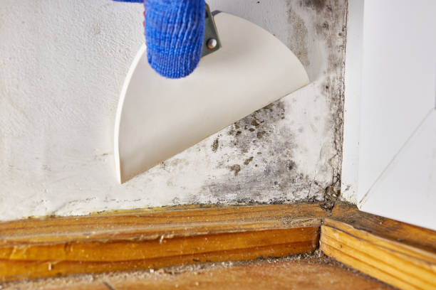 Reliable Port Oconnor, TX Mold Removal Solutions